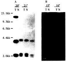 99-1.gif (4102 �ֽ�)
