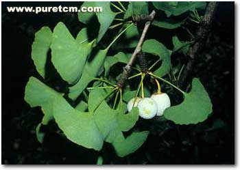 �в�ҩͼ��:�׹�