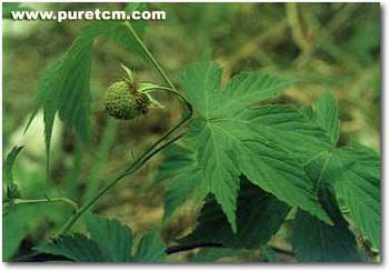 �в�ҩͼ��:������