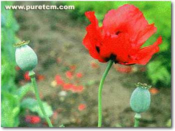 �в�ҩͼ��:��ڿ�