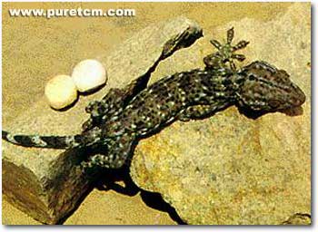 �в�ҩͼ��:���