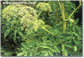 �в�ҩͼ��:����