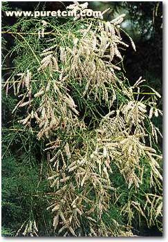 �в�ҩͼ��:������