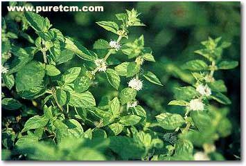 �в�ҩͼ��:����