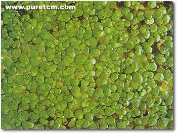 �в�ҩͼ��:��Ƽ