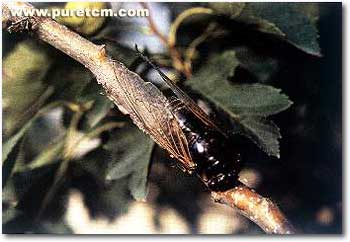 �в�ҩͼ��:����