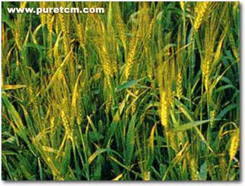 �в�ҩͼ��:��ѿ