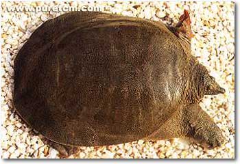 �в�ҩͼ��:���