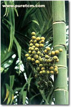 �в�ҩͼ��:��Ƥ