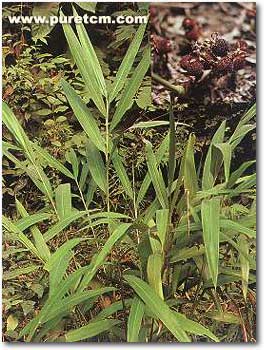 �в�ҩͼ��:ɰ��