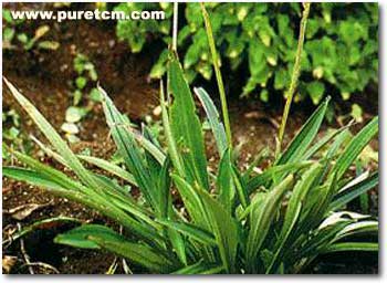 �в�ҩͼ��:����