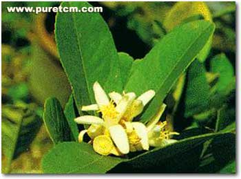 �в�ҩͼ��:����