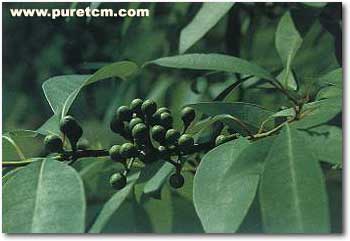 �в�ҩͼ��:�����