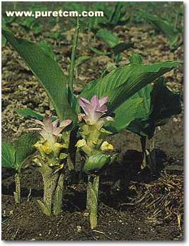 �в�ҩͼ��:����