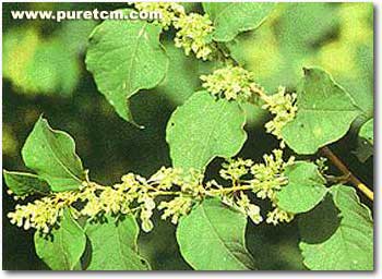 �в�ҩͼ��:����