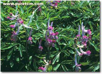 �в�ҩͼ��:�Ӻ���