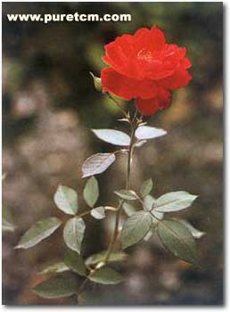 �в�ҩͼ��:�¼���