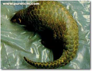 �в�ҩͼ��:��ɽ��