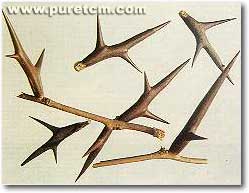 �в�ҩͼ��:���Ǵ�