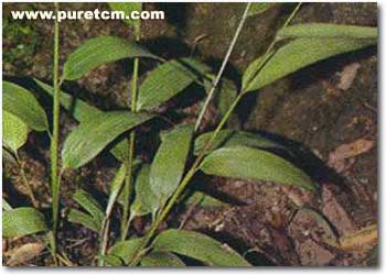 �в�ҩͼ��:����Ҷ