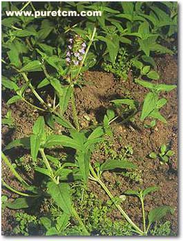 �в�ҩͼ��:�Ŀݲ�