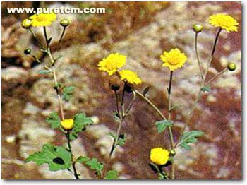 �в�ҩͼ��:Ұ�ջ�