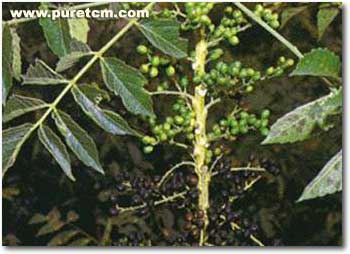 �в�ҩͼ��:Ѽ����