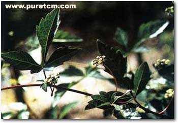 �в�ҩͼ��:����