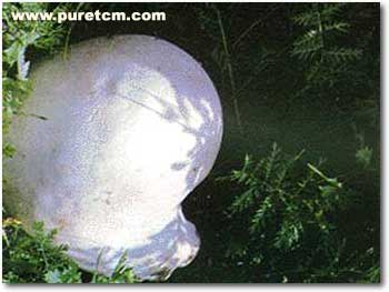 �в�ҩͼ��:����