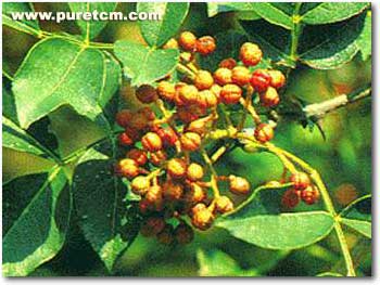 �в�ҩͼ��:����