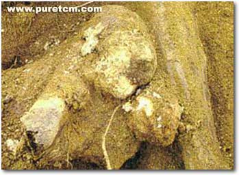 �в�ҩͼ��:����