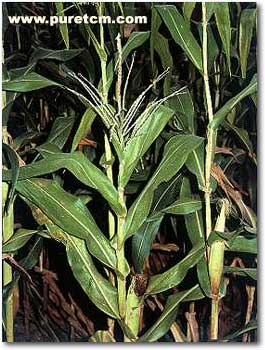 �в�ҩͼ��:������