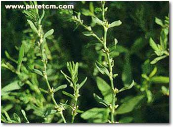 �в�ҩͼ��:�q��