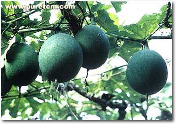 �в�ҩͼ��:����