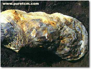 �в�ҩͼ��:ĵ��