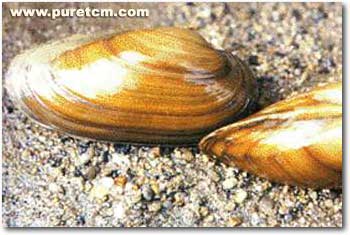 �в�ҩͼ��:����ĸ