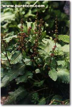 �в�ҩͼ��:����