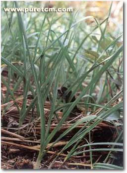 �в�ҩͼ��:����