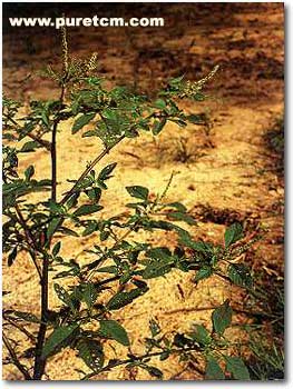 �в�ҩͼ��:���Ȳ�