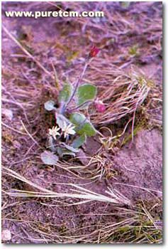 �в�ҩͼ��:�󶡲�