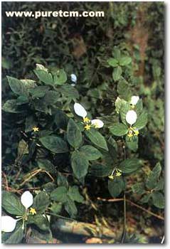 �в�ҩͼ��:��Ҷ��