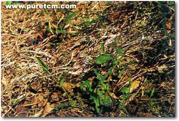 �в�ҩͼ��:һ���