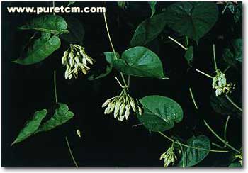 �в�ҩͼ��:ҹ����