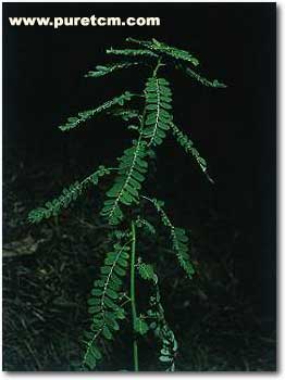 �в�ҩͼ��:Ҷ����