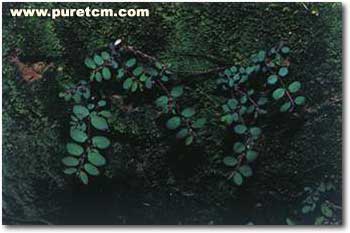 �в�ҩͼ��:С�����