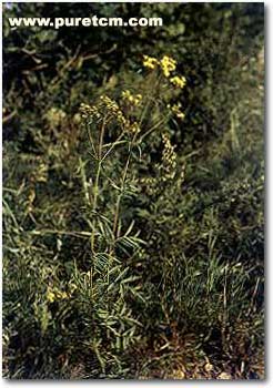 �в�ҩͼ��:Ĺͷ��