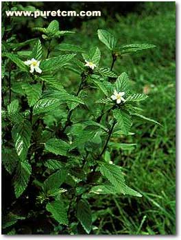 �в�ҩͼ��:����