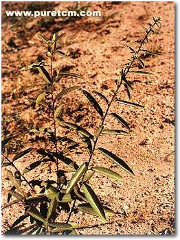 �в�ҩͼ��:ɽ֥��