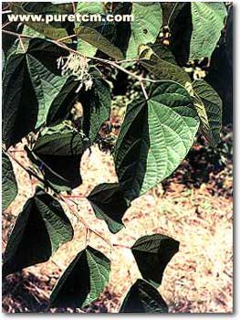 �в�ҩͼ��:�˽Ƿ�