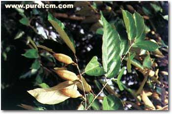 �в�ҩͼ��:����